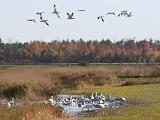 Snow Geese 005